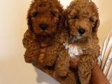 Anne Altından Toy Poodle Kardeşler