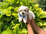 Yakışıklı Maltipoo