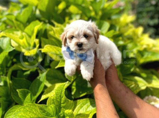 Yakışıklı Maltipoo görsel