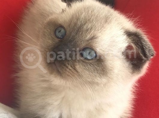 2 Aylık Blue Point Sevimli Erkek Yavru görsel