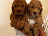 Anne Altından Toy Poodle Kardeşler