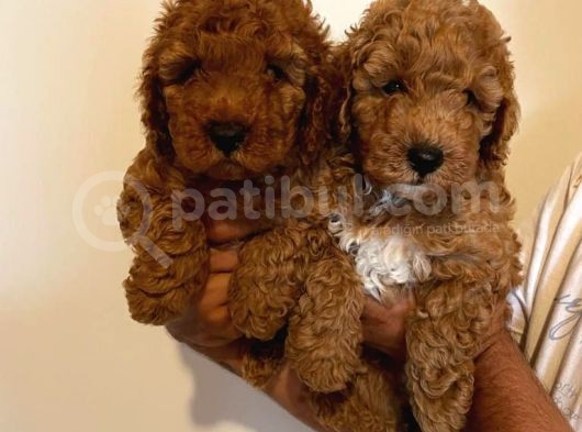 Anne Altından Toy Poodle Kardeşler görsel