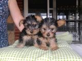 Yorkshire Terrier Yavrularımız