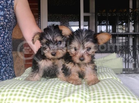 Yorkshire Terrier Yavrularımız