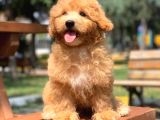 Safkan Kendi Üretimimiz Maltipoo Yavrularımız