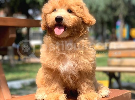 Safkan Kendi Üretimimiz Maltipoo Yavrularımız