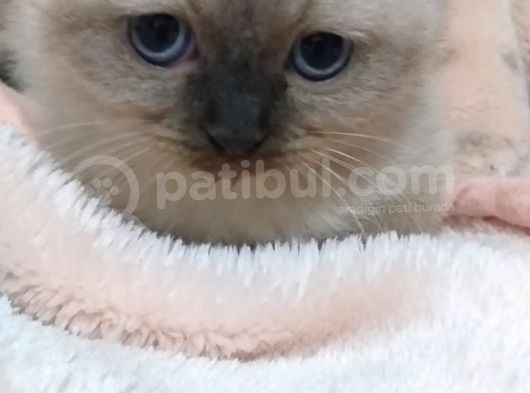 2 Aylık Blue Point Sevimli Erkek Yavru görsel
