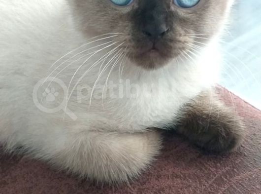 2 Aylık Blue Point Sevimli Erkek Yavru görsel