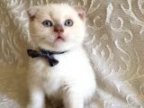 3 Aylık Saf Scottish White Teddy Erkek Bebek