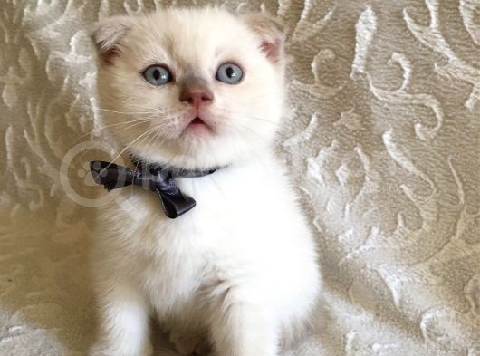 3 Aylık Saf Scottish White Teddy Erkek Bebek