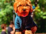Poodle Yavrularımız Gelmiştir