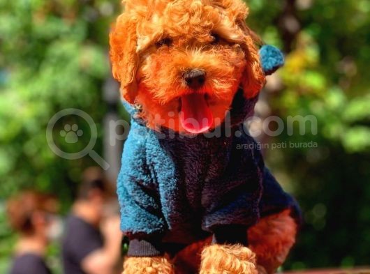 Poodle Yavrularımız Gelmiştir