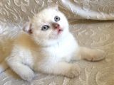 3 Aylık Saf Scottish White Teddy Erkek Bebek