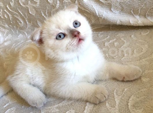 3 Aylık Saf Scottish White Teddy Erkek Bebek görsel