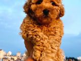Poodle Yavrular Gelmiştir