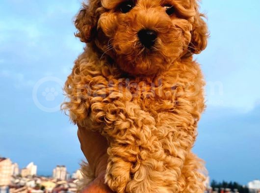 Poodle Yavrular Gelmiştir
