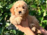 Sevimli Toy Poodle Yavrular