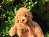 Sevimli Toy Poodle Yavrular