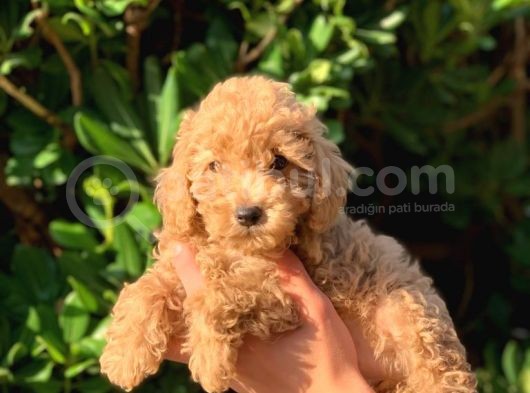 Sevimli Toy Poodle Yavrular