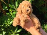 2 Aylık Mükemmel Toy Poodel