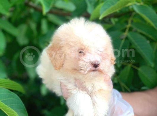 2 Aylık Mükemmel Maltipoo Yavrum görsel
