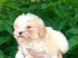 2 Aylık Mükemmel Maltipoo Yavrum
