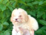 2 Aylık Mükemmel Maltipoo Yavrum