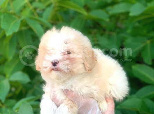 2 Aylık Mükemmel Maltipoo Yavrum görsel