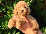 2 Aylık Mükemmel Toy Poodel