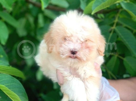 2 Aylık Mükemmel Maltipoo Yavrum