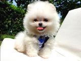 Satılık Pomeranian Boo Teddy Bear Yavrular