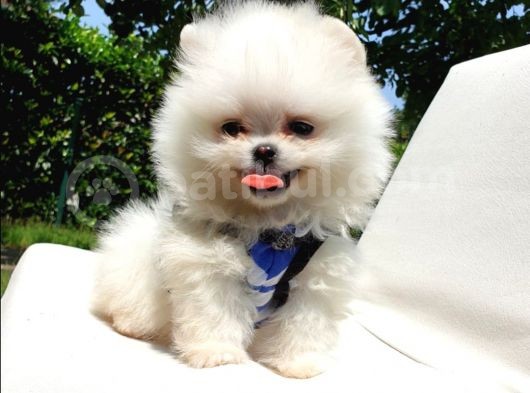 Satılık Pomeranian Boo Teddy Bear Yavrular görsel