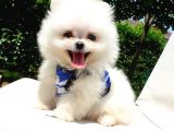 Satılık Pomeranian Boo Teddy Bear Yavrular