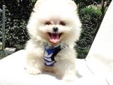 Satılık Pomeranian Boo Teddy Bear Yavrular
