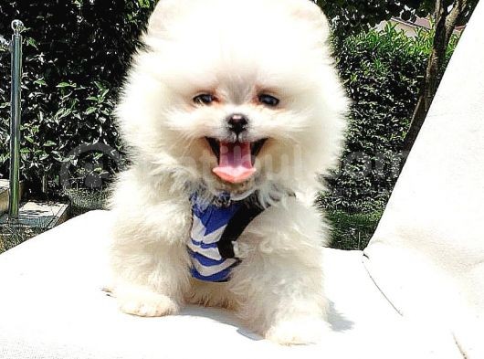 Satılık Pomeranian Boo Teddy Bear Yavrular görsel