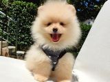 Orijinal Pomeranian Boo Yavrularımız