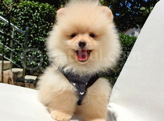 Orijinal Pomeranian Boo Yavrularımız görsel