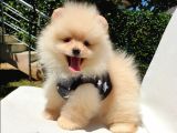 Orijinal Pomeranian Boo Yavrularımız