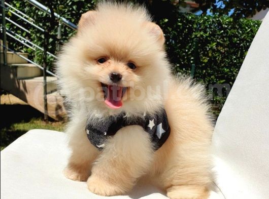 Orijinal Pomeranian Boo Yavrularımız görsel