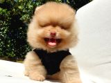 Orijinal Pomeranian Boo Yavrularımız