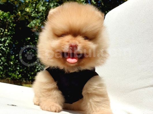 Orijinal Pomeranian Boo Yavrularımız