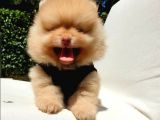 Orijinal Pomeranian Boo Yavrularımız