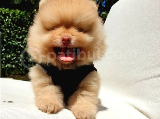 Orijinal Pomeranian Boo Yavrularımız görsel