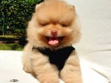 Orijinal Pomeranian Boo Yavrularımız