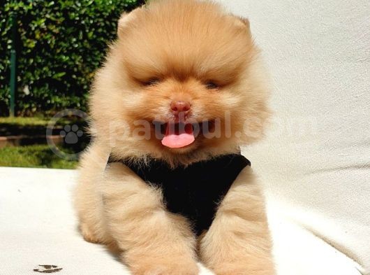 Orijinal Pomeranian Boo Yavrularımız görsel