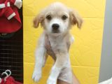 3 Aylık Terrier Bebeğim Oscar