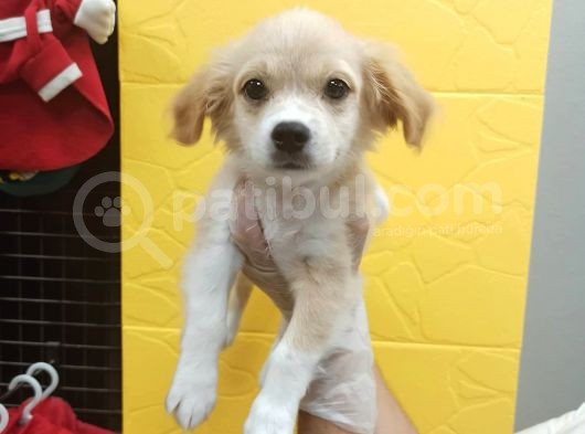 3 Aylık Terrier Bebeğim Oscar