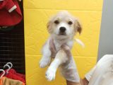 3 Aylık Terrier Bebeğim Oscar