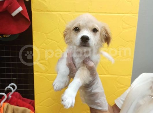 3 Aylık Terrier Bebeğim Oscar görsel
