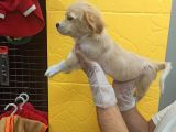 3 Aylık Terrier Bebeğim Oscar